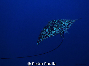 Spotted Eagle Ray
Canon PowerShot SD800 No strobes. 
Sh... by Pedro Padilla 